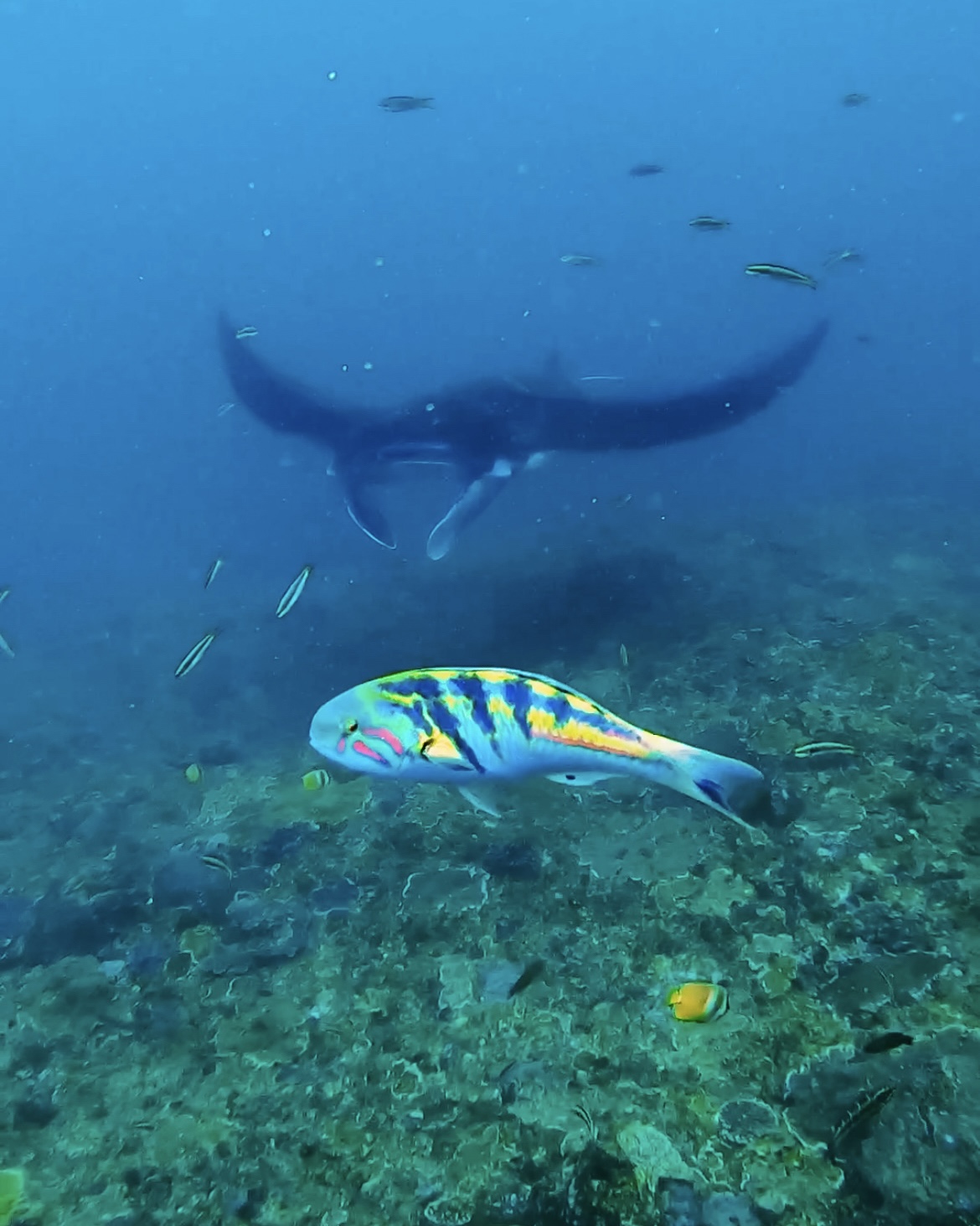 Manta Rays Nusa Penida